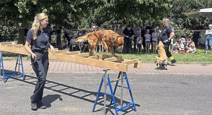 Nadine Arnoldt von der Hundestaffel der Feuerwehr Bad Soden lässt Golden-Retriever Hündin Tali über eine Leiter balancieren – beobachtet von den Besuchern der Blaulichtmeile im Schatten der Bäume. © Fotos: Katharina Schwäble